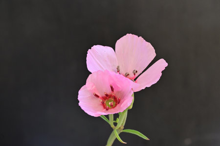 pink flower on black background with space for text, closeup of photoの写真素材