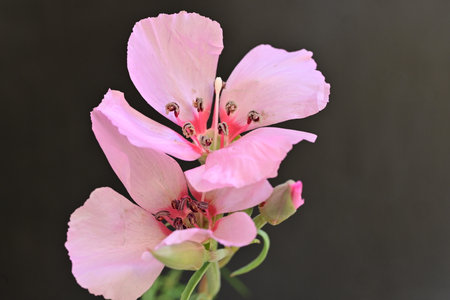 Pink geranium flowers on a black background, closeup of photoの写真素材