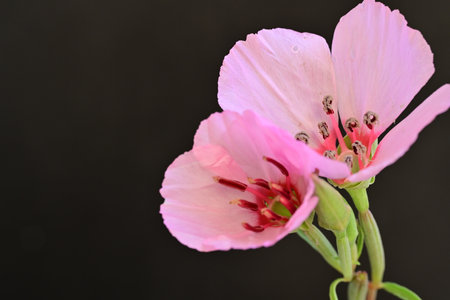 Pink geranium flower on a black background with copy space for textの写真素材