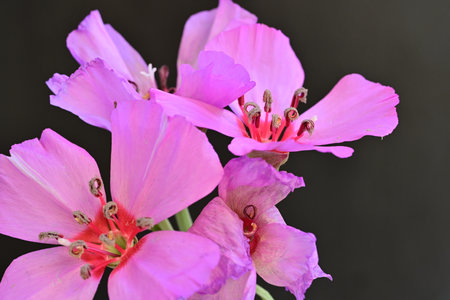 Beautiful pink flowers on a black background, closeup of photoの写真素材
