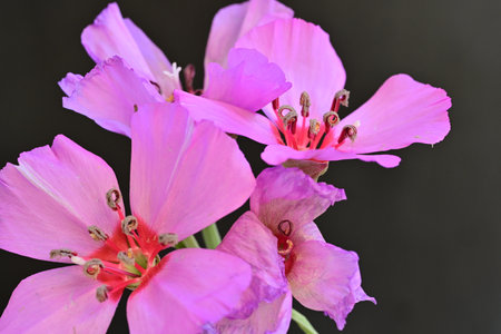 pink geranium flowers on black background, closeup of photoの写真素材