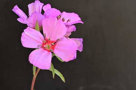 Pink flower on a black background close-up with space for textの写真素材