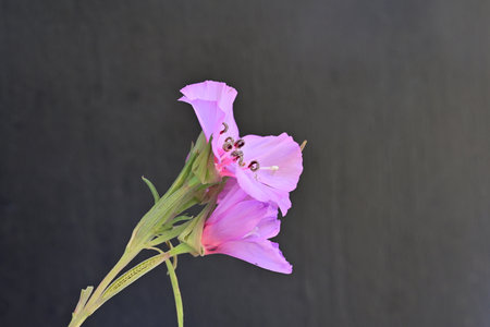 pink flower on black background, closeup photo with selective focusの写真素材