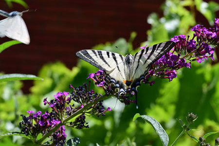 Papilio machaon butterfly on a purple butterfly bush