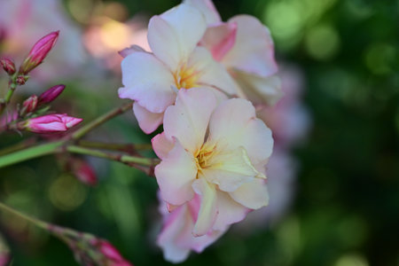 Pink and white oleander flowers in the garden, stock photo