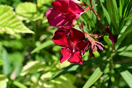 Red oleander flowers on a green background in the garden.