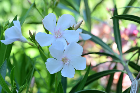 White oleander flowers in the garden, closeup of photo