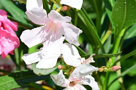Pink and white oleander flowers with dew drops after rain