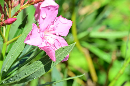 Pink oleander flower with dew drops on green background.