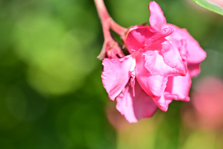pink oleander flower on green nature background, close up