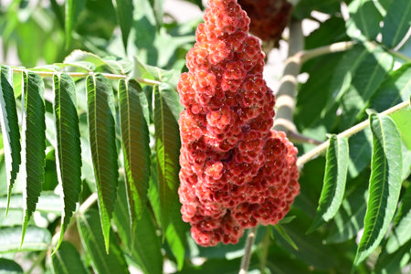 Ripe red rowan berries on a tree branch with green leaves