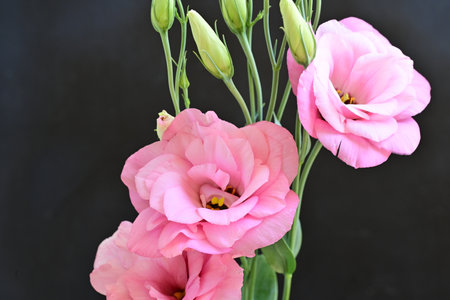 Beautiful pink eustoma flowers on black background, closeupの写真素材