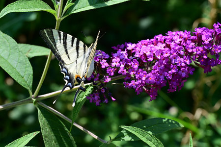 Swallowtail butterfly (Papilio machaon) sucking nectar from a purple butterfly bush