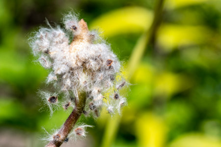 Cotton flower in the garden. Macro shot with shallow depth of field