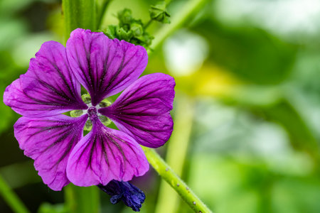 Purple flower in garden, Thailand. (Malva sylvestris)