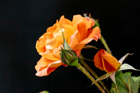 Beautiful orange rose isolated on black background. Close up. Studio shot.