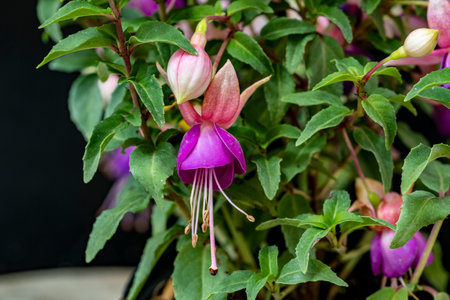Purple fuchsia flowers with green leaves in a pot.の写真素材