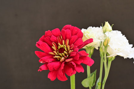 Zinnia flower isolated on black background with copy space for text