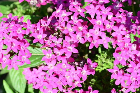Pink flowers in the garden on a sunny day. Close-up.