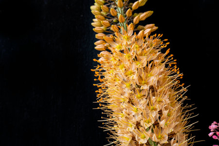Close up of yellow flower on black background with copy space for text