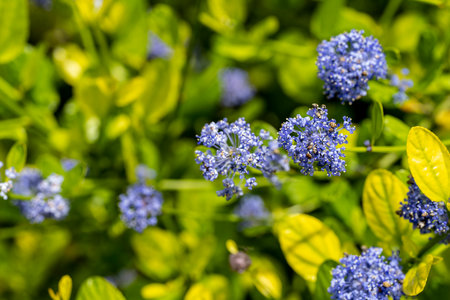Blue hydrangea flowers in the garden on a sunny day