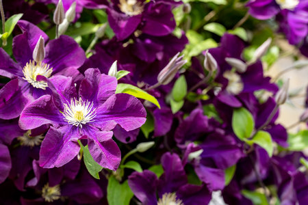 Purple clematis flowers blooming in the garden close up