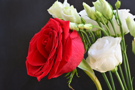 Red rose and white roses on black background, valentine's dayの写真素材