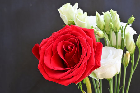 red rose and white roses on a black background, valentine's dayの写真素材