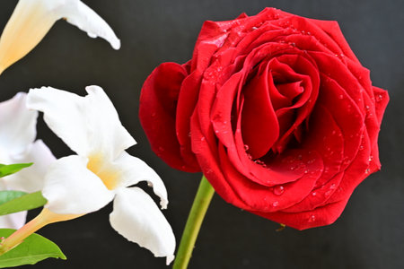 red rose and white flower on black background, valentine dayの写真素材