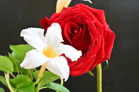 red rose and white flower on black background, valentine's dayの写真素材