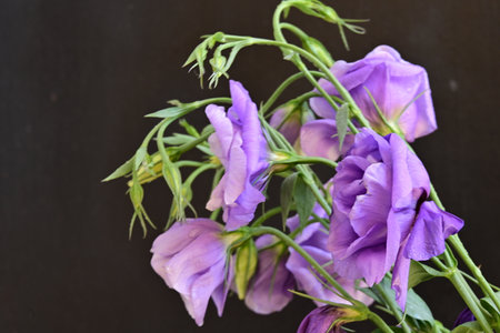 purple eustoma flowers on black background, close-upの写真素材