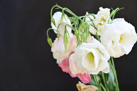 Bouquet of white and pink eustoma flowers on black background