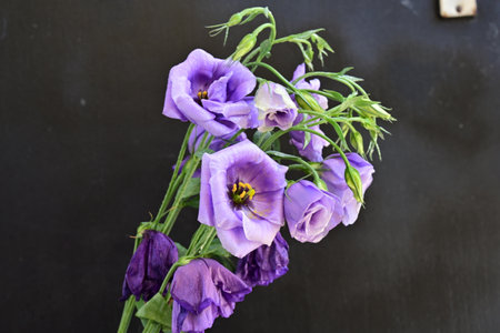 bouquet of purple eustoma flowers on a black backgroundの写真素材