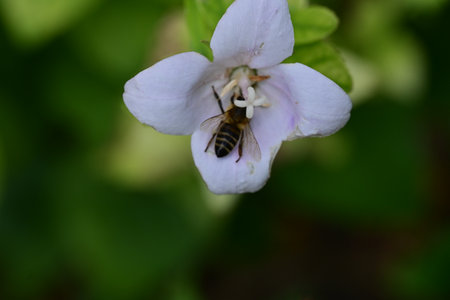 Bee on a flower in the garden. Macro photography of insects.