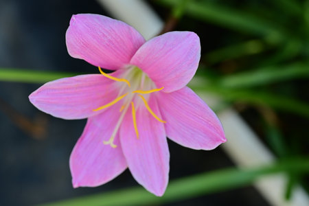 pink crocus flower in the garden, closeup of photoの写真素材