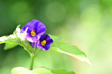 purple pansy flower with green bokeh background in gardenの写真素材