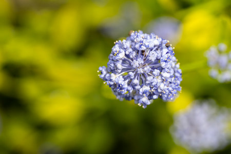 Close up of a blue flower in a garden in springtime.