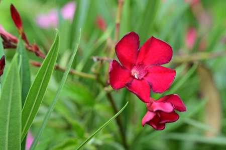 Red oleander flowers blooming in the garden, stock photo