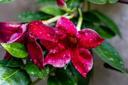 Close up of red flower with water droplets on petals.