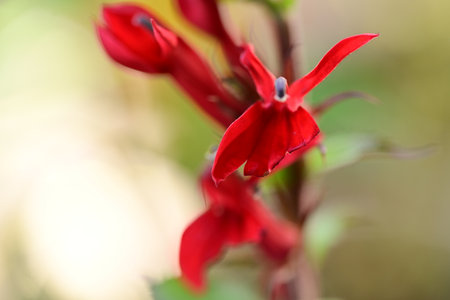 Close up of a red flower with shallow depth of field and blurred backgroundの写真素材