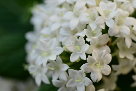 Close up of white hydrangea flowers. Selective focus.