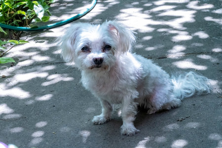 Cute Maltese dog sitting on the ground in the garden.