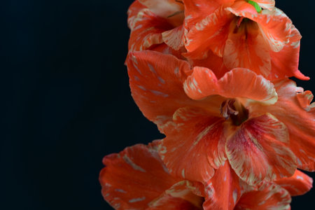 Close up of an orange gladiolus on a black background.の写真素材