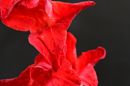 Beautiful red gladiolus flower on black background, closeupの写真素材