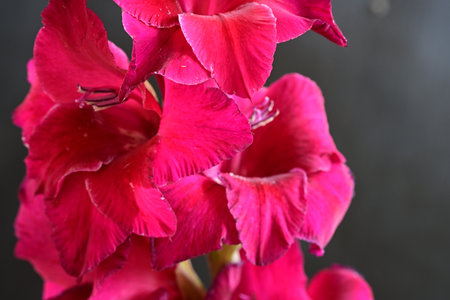 Beautiful red gladiolus flower on black background, closeupの写真素材