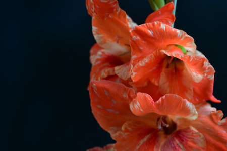Beautiful gladiolus flower on dark background. Close up.の写真素材