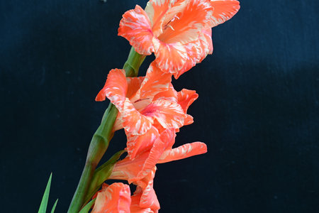 beautiful gladiolus flower on black background, closeup of photoの写真素材
