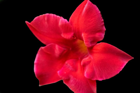 Close up of red bignonia flower isolated on black background.の写真素材