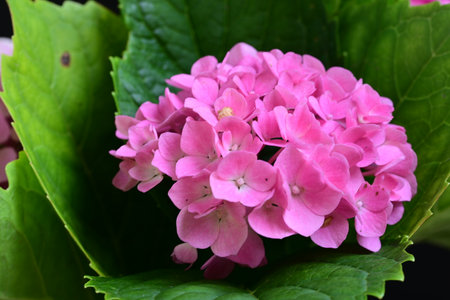 Pink hydrangea flowers with green leaves on a black background