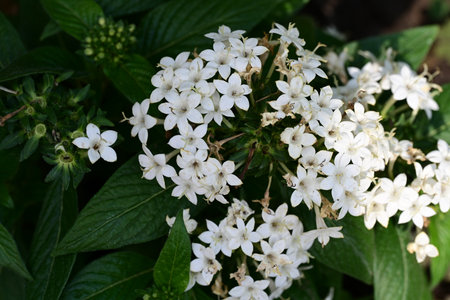 White flowers of jasmine (Rangoon Creeper)の写真素材